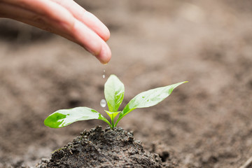 Care and watering the tree by hand, The hands are dripping water to the small seedlings, plant a tree, reduce global warming, World Environment Day