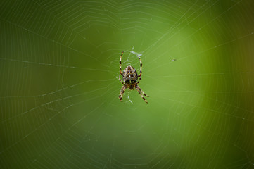 Cross Spider (Araneus diadematus) in a cobweb on a green background.