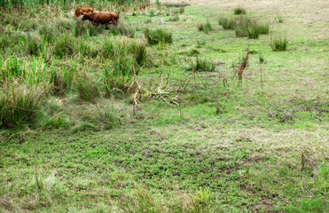 Cows grazing on field