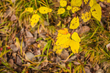 Nature autumn background with golden foliage in shallow depth of field.