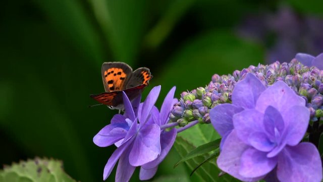 Butterfly on the purple hydrangea flower, 4K