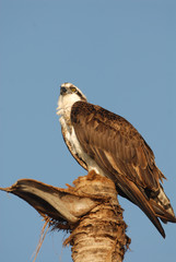 Pandion haliaetus