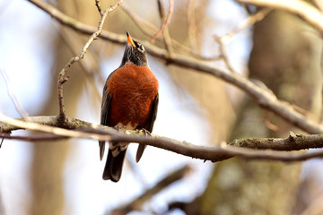 Turdus migratorius