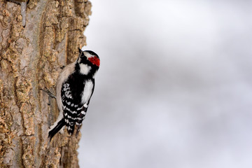 Dryobates pubescens