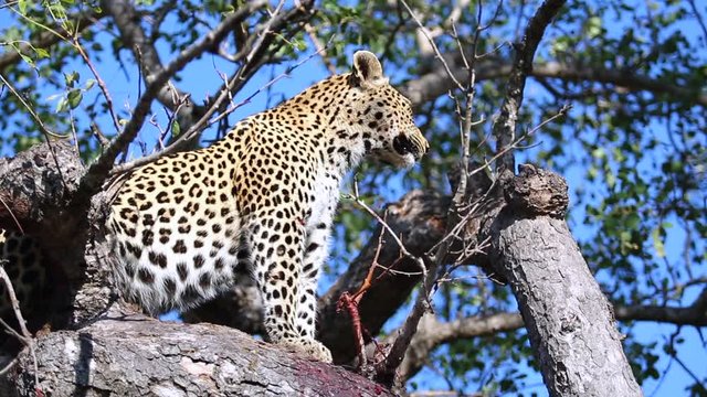 Female leopard with full belly keeps a lookout from within a Mareola tree in Greater Kruger National Park Africa