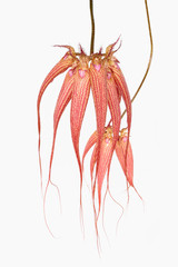 bulbophyllum orchid elizabeth ann buckleberry