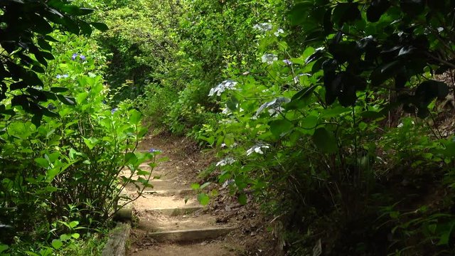 Handheld shot of walking on the trail with hydrangeas, 4K