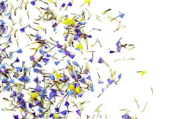 Petal of flower for background