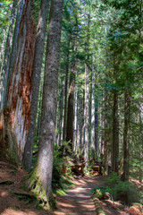 Fototapeta premium Hiking path through old growth forest in Mt. Rainier National Park.