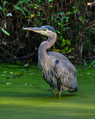 A Great Blue Heron (Ardea herodias) wades in water covered in duckweed, an aquatic plant.