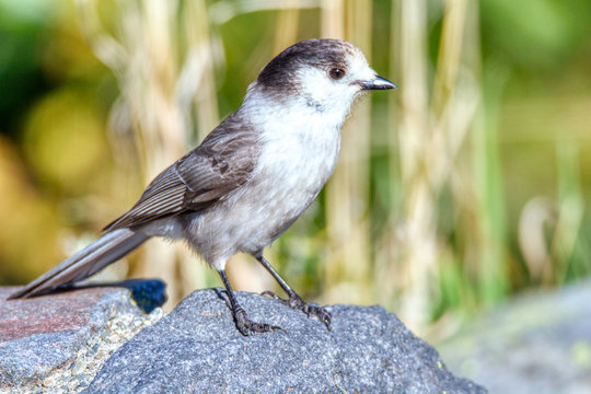 The Canada Jay (Perisoreus canadensis) also known as the Gray Jay, is a highly intelligent bird, always on the lookout for food, and seeming to have little fear of people, especially those with food.