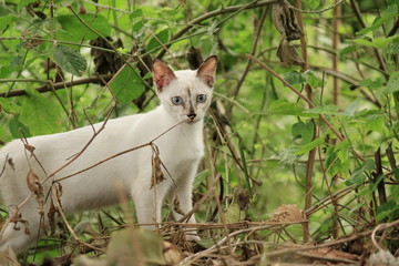The cats in the forest are staring with interest.