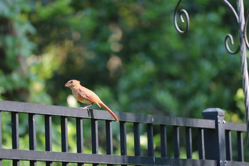 Young female northern cardinal songbird birds perched on black metal fence in backyard garden.