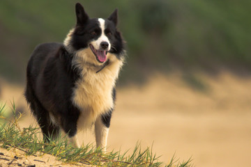 border collie on the beach 
