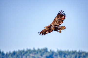 Juvenile Bald Eagle (Haliaeetus leucocephalus) in flight.