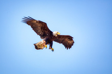 Juvenile Bald Eagle (Haliaeetus leucocephalus) in flight.