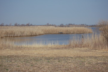 reeds in Jamaica Bay Wildlife Refuge, Queens, NY