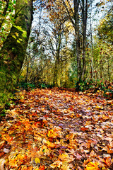 Woodland path covered in fallen leaves