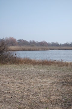 Early Spring Reeds In Jamaica Bay Wildlife Refuge, Queens, NY