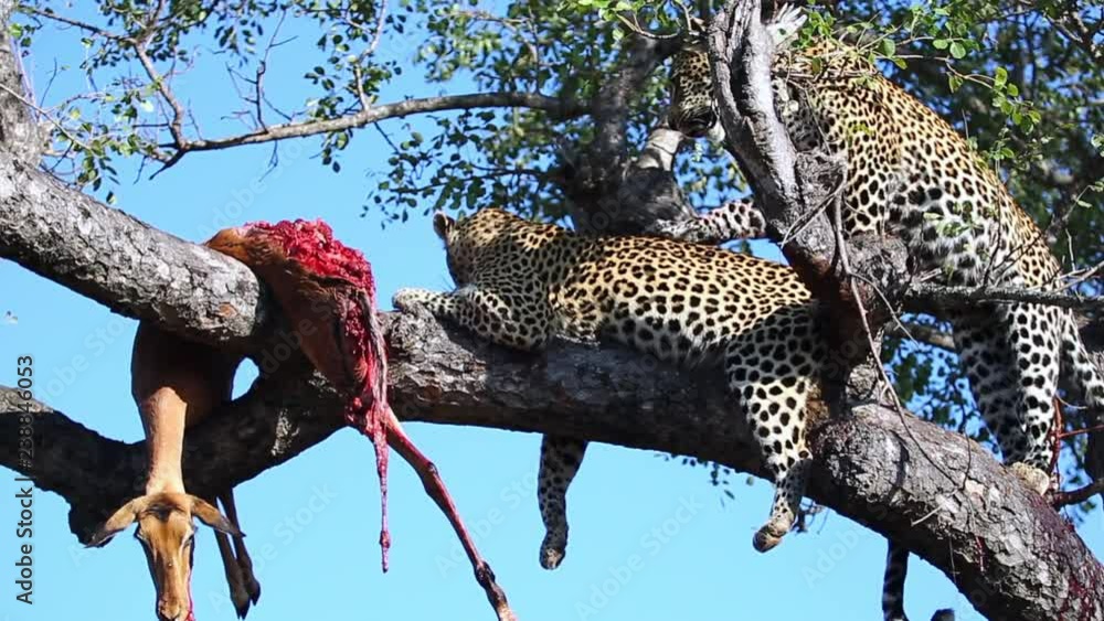 Poster two leopards in a tree as one jumps over the other to get to their impala kill hanging in a tree in 