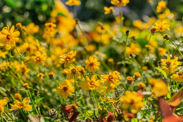 low angle shot of a bunch of blooming yellow daisies in a garden on a spring evening