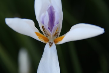 Fototapeta na wymiar closeup of a flower