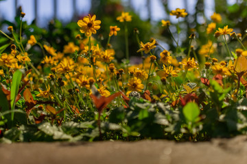 low angle shot of a bunch of blooming yellow daisies in a garden on a spring evening