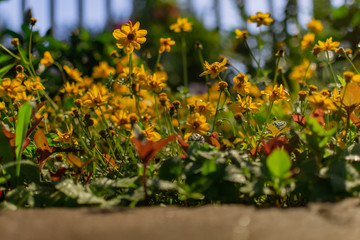 Fototapeta premium low angle shot of a bunch of blooming yellow daisies in a garden on a spring evening