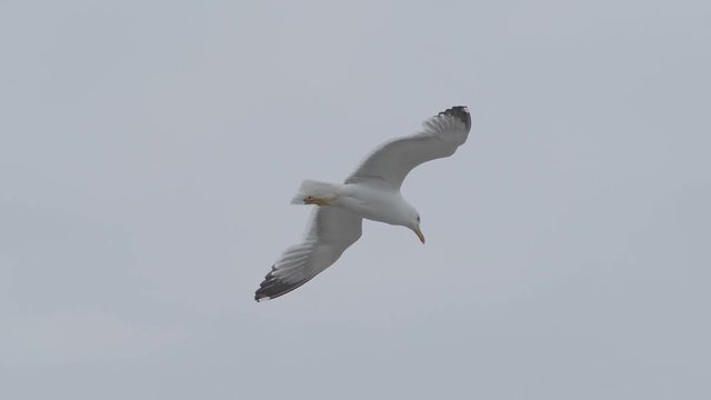 Seagull bird flying in the sky.
