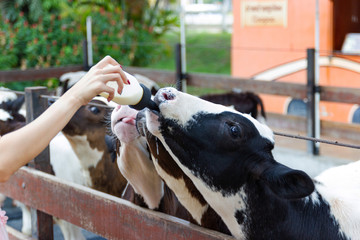 Baby cow feeding on milk bottle by hand Woman in Thailand rearing farm.