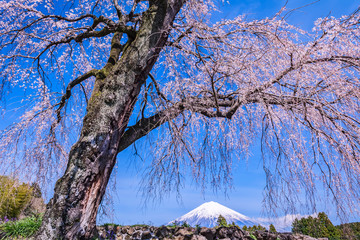 富士山と桜