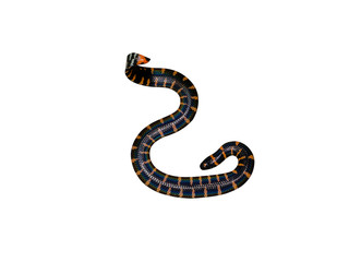 Naklejka premium Red-tailed pipe snake