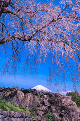富士山と桜
