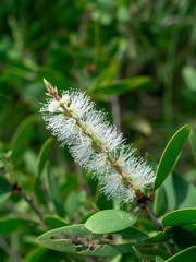 Cajuput tree, Milk wood, Paper bark tree