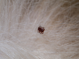 Tick on the dog