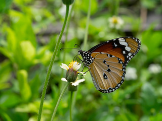butterfly on flower grass