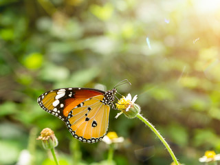 butterfly on flower grass