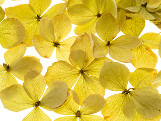 Obraz na płótnie Canvas Close up Hydrangea flower.