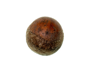 Close up Thai Chestnut on white background.