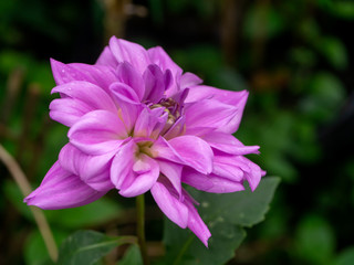 Close up of dahlia flower.