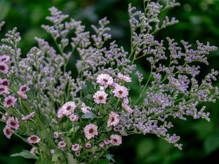 Lavender sea or Caspia flower.