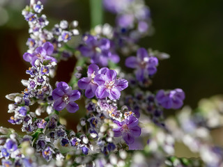 Fototapeta premium Lavender sea or Caspia flower.