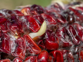 The corn is germinating.