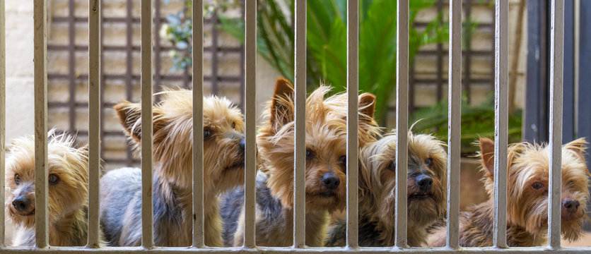 Pet dogs stand outside a security gate looking in image with copy space in landscape format