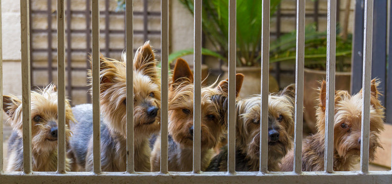 Pet dogs stand outside a security gate looking in image with copy space in landscape format