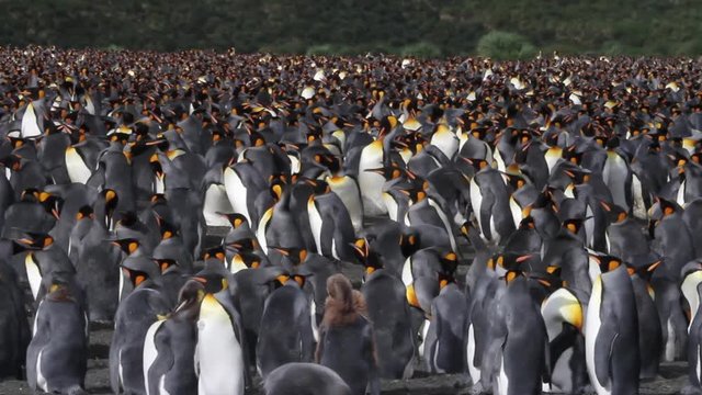 KIng penguin Colony with chicks in Antarctica