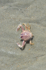Crab Atlantic Coast 1