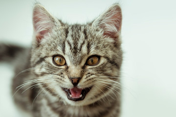 Kitty. striped gray cat. cat head. portrait. whiskered face