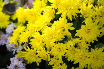 Yellow chrysanthemum flower in garden.
