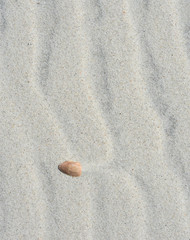 Fototapeta na wymiar Shell in sand - Atlantic Coast 1
